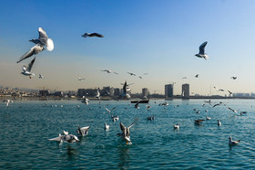 آیا خشکسالی بر مهاجرت ‌پرندگان به استان تهران تاثیر خواهد گذاشت؟